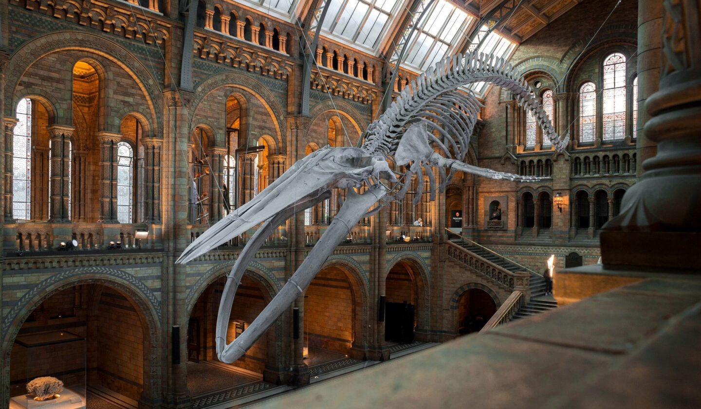 Natural History Museum Londres | Qué museos visitar